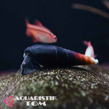 Blaue Hasenschnecke, Tylomelania sp. "Blue Rabbit"